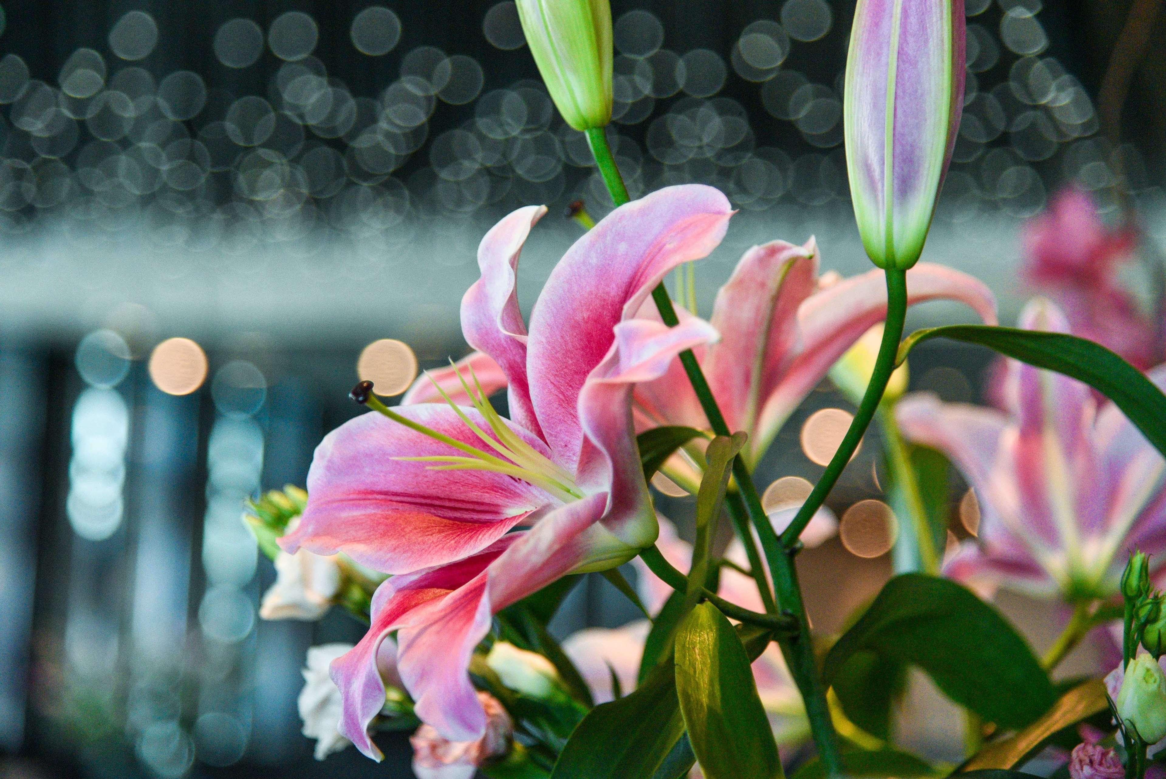 Park Hyatt Doha Hotell Exteriör bild Lilium × hybridum